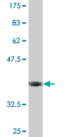 1 - SFXN3 Antibody (monoclonal) (M01) AT3850a