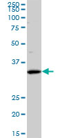 1 - SFXN3 Antibody (monoclonal) (M01) AT3850a