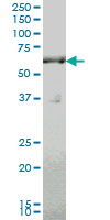 1 - SLC19A2 Antibody (monoclonal) (M10) AT3904a