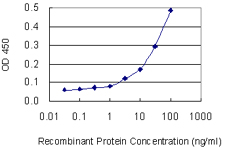 10 - SLC4A8 Antibody (monoclonal) (M04) AT3928a
