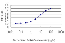 10 - SSBP1 Antibody (monoclonal) (M10) AT4043a
