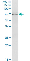 5 - STAM2 Antibody (monoclonal) (M01) AT4057a