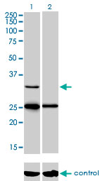 1 - STAR Antibody (monoclonal) (M01) AT4059a