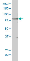 1 - STAT5B Antibody (monoclonal) (M01) AT4064a