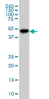 1 - STK6 Antibody (monoclonal) (M01) AT4091a