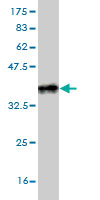 1 - STX4A Antibody (monoclonal) (M04) AT4097a