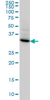 1 - STX4A Antibody (monoclonal) (M04) AT4097a