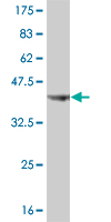 1 - SUPT5H Antibody (monoclonal) (M01) AT4108a