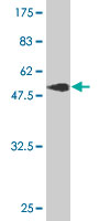 1 - THAP1 Antibody (monoclonal) (M01) AT4231a