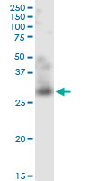 1 - TNFSF12 Antibody (monoclonal) (M01) AT4285a