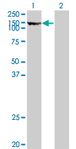 1 - TPO Antibody (monoclonal) (M08) AT4322a