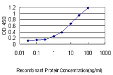 10 - USF1 Antibody (monoclonal) (M01) AT4476a