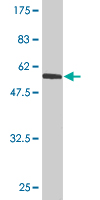 1 - USF1 Antibody (monoclonal) (M01) AT4476a