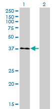 1 - USF1 Antibody (monoclonal) (M01) AT4476a
