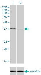 1 - USF1 Antibody (monoclonal) (M01) AT4476a
