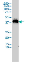 1 - USF1 Antibody (monoclonal) (M02) AT4477a