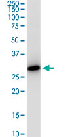 1 - VAPA Antibody (monoclonal) (M01) AT4501a
