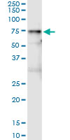 5 - VNN1 Antibody (monoclonal) (M05) AT4515a
