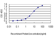 10 - WASF2 Antibody (monoclonal) (M02) AT4526a