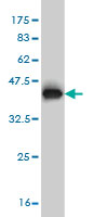 1 - WASF2 Antibody (monoclonal) (M02) AT4526a