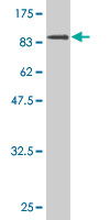 1 - XRCC5 Antibody (monoclonal) (M02) AT4553a