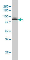 1 - XRCC5 Antibody (monoclonal) (M02) AT4553a