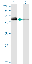 1 - XRCC5 Antibody (monoclonal) (M02) AT4553a