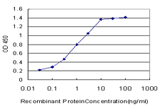 10 - YAP1 Antibody (monoclonal) (M03) AT4557a