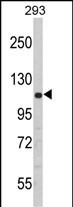 1 - PERK Antibody (N-term Q163) AP8054A