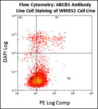 4 - ABCB5 Antibody (N-term) AP6122a