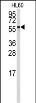 1 - CYP4Z1 Antibody (N-term) AP7886A