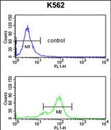 4 - SNRPC Antibody (C-term) AP2841b