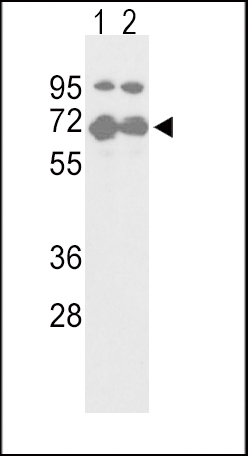 1 - NFE2L2 Antibody (S40) AP7275D