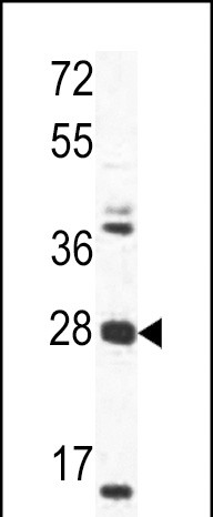 1 - OAZ1 Antibody (N-term) AP7477A