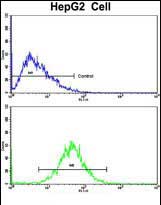 4 - GCAT Antibody (Center) AP7498c