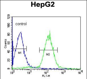 4 - PLTP Antibody (C-term) AP7620b
