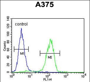 4 - ACTR2 Antibody (C-term) AP6533B