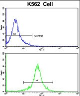 4 - TALDO1 Antibody (Center) AP6679c