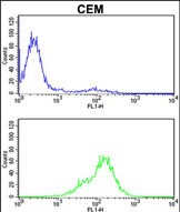 4 - TPI1 Antibody (C-term) AP2917b