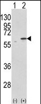 1 - PDIA3 Antibody (C-term) AP2922b