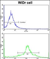 4 - PDIA3 Antibody (Center) AP2922c