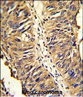 14 - PDIA3 Antibody (Center) AP2922c