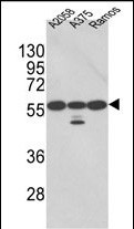 1 - PDIA3 Antibody (Center) AP2922c