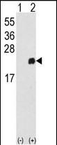 1 - PRDX1 Antibody (Center) AP2924c