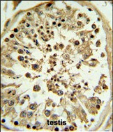 14 - APOL4 Antibody (Center E273) AP6783c