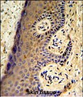 14 - MAFF Antibody (Center) AP6837C