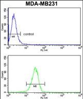 4 - GAB2 Antibody (N-term) AP6908A