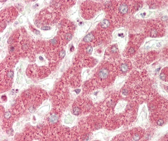 14 - ND5 Antibody (C-term) AP6939b