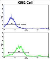 4 - LPIN2 Antibody (Center) AP8583c