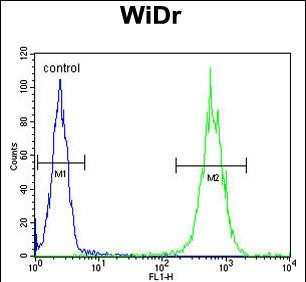 4 - ALDH5A1 Antibody AP1472d